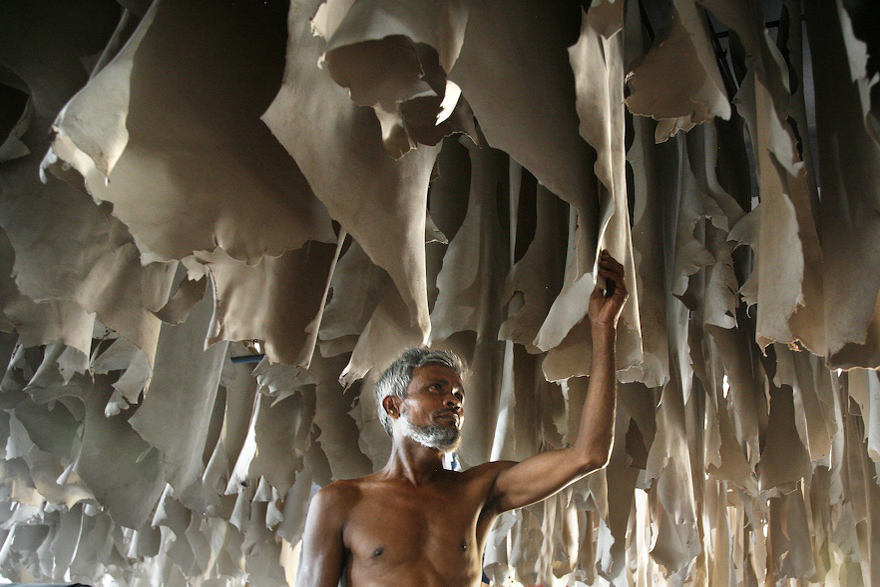 Dhaka, Bangladesh tannery worker inspecting leather production